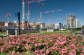 20100531_112249 Fioritura presso il cantiere Varesine.jpg